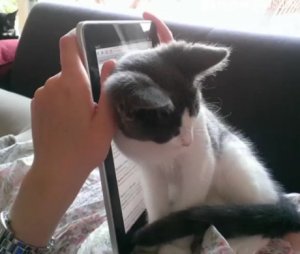 Cat blocking screen of tablet